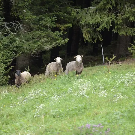 V Srdci Hor Cihlarka